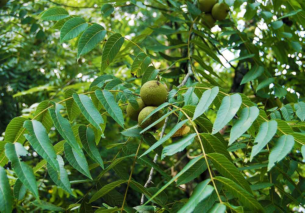معرفی بهترین نهال گردو برای مناطق سردسیر