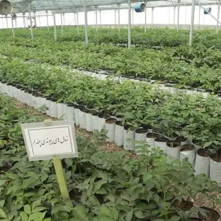 نهال گردوی پیوندی چندلر