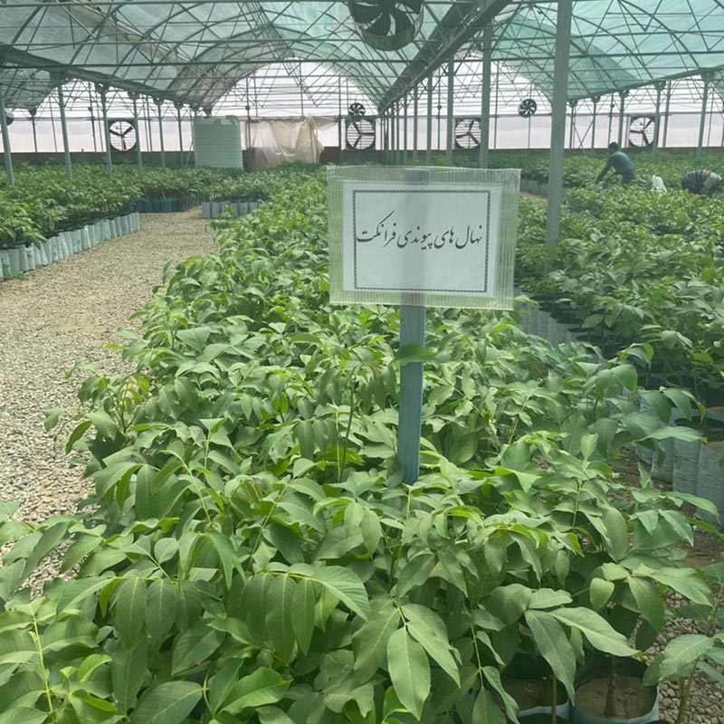 نهال گردوی پیوندی فرانکت