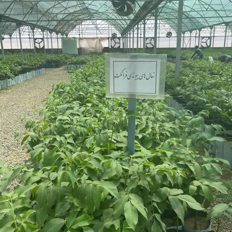 نهال گردوی پیوندی فرانکت
