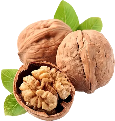 گردو