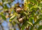 نهال گردو چند ساله بار می دهد؟