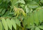 بهترین نهال گردو برای مناطق گرمسیر